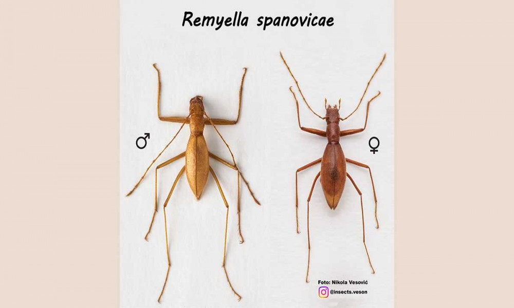 Naši entomolozi otkrili novu vrstu insekta i nazvali je po Ivani Španović