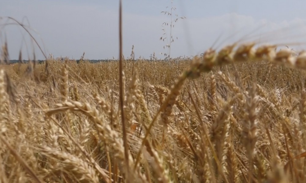 Počela žetva ječma u Braničevskom okrugu, pšenica uskoro spremna za kombajne
