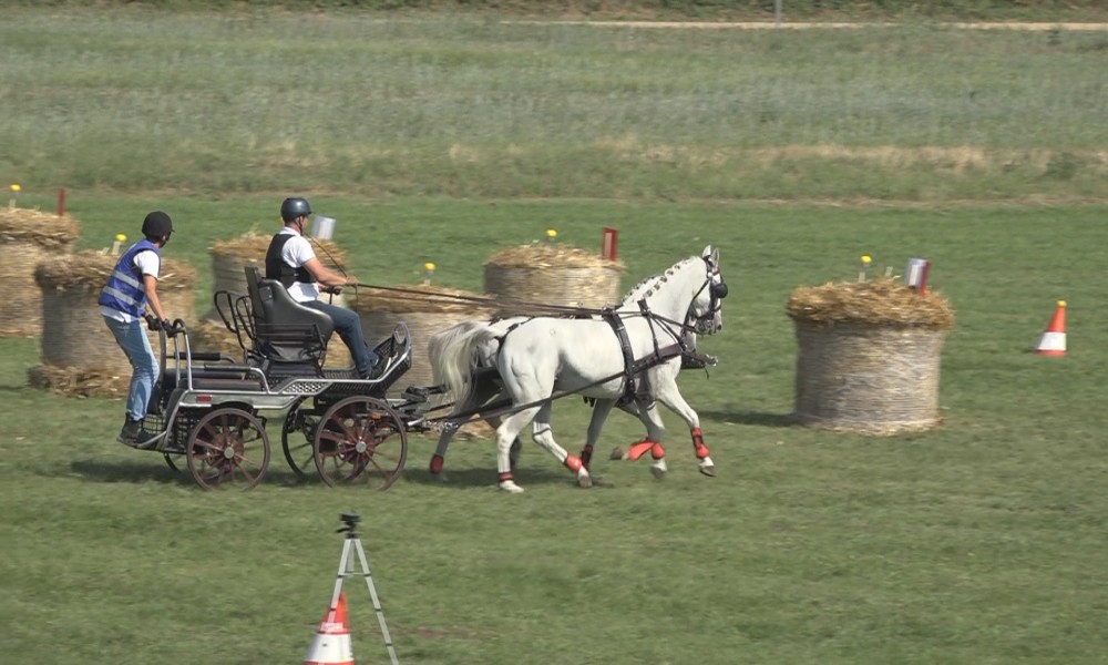 Vožnja zaprega - najstarija disciplina konjičkog sporta deo Ljubičevskih konjičkih igara